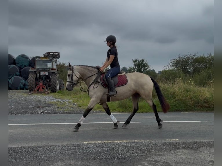 Connemara Stute 4 Jahre 146 cm Falbe in Sligo