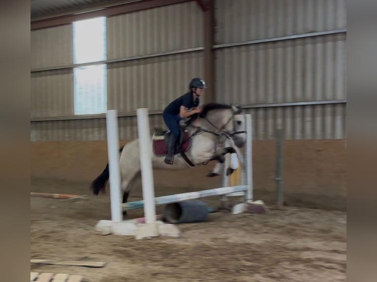 Connemara Stute 4 Jahre 146 cm Falbe in Sligo