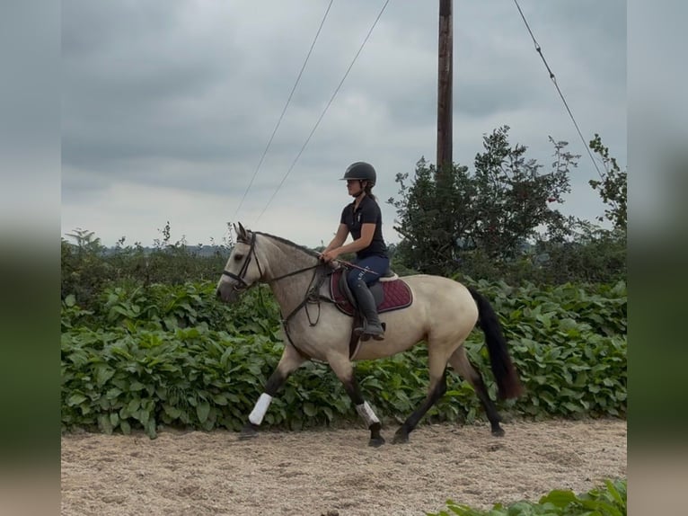 Connemara Stute 4 Jahre 146 cm Falbe in Sligo