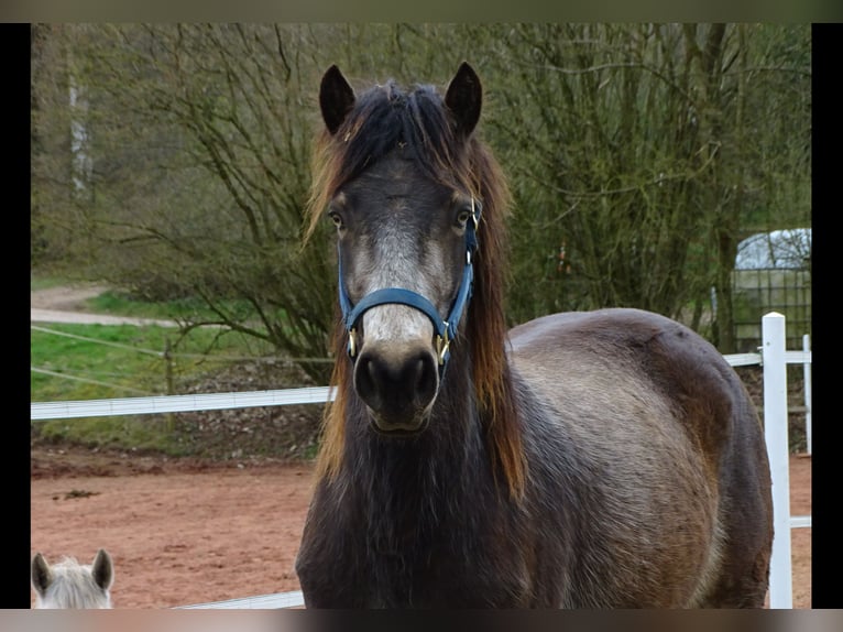 Connemara Stute 4 Jahre 146 cm Falbe in NeuhemsbachNeuhemsbach