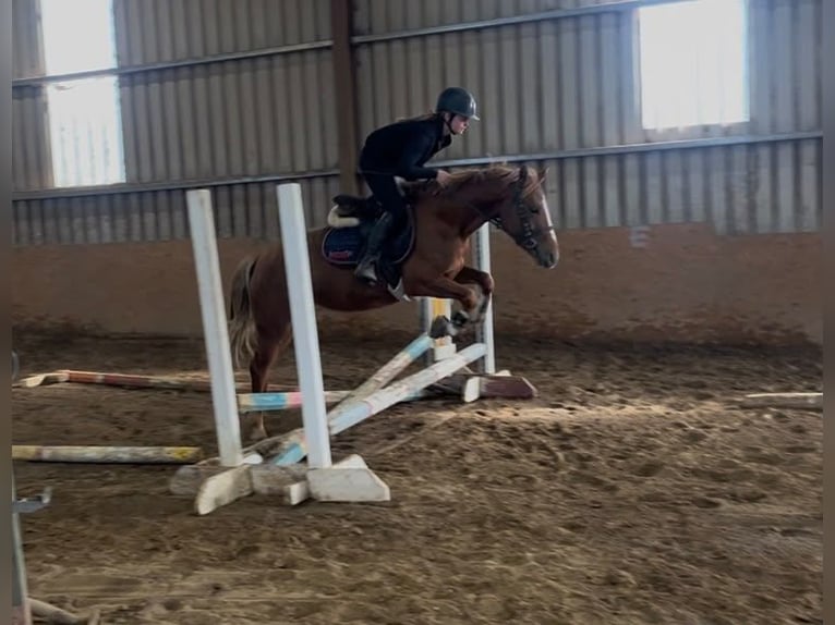 Connemara Stute 4 Jahre 146 cm Fuchs in Trebbin