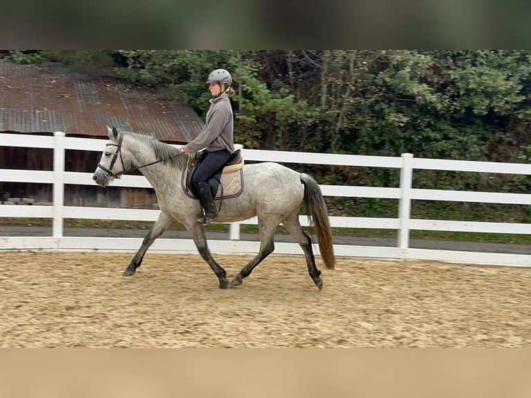 Connemara Stute 4 Jahre 146 cm Schimmel in Morsbach