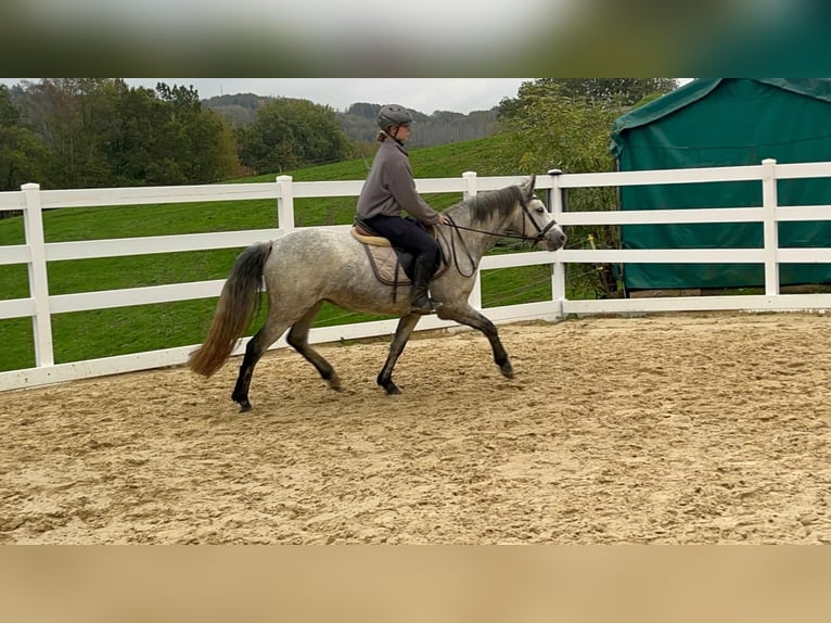 Connemara Stute 4 Jahre 146 cm Schimmel in Morsbach