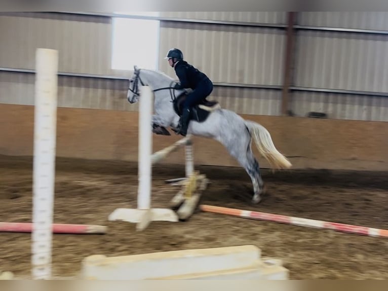 Connemara Stute 4 Jahre 146 cm Schimmel in Sligo