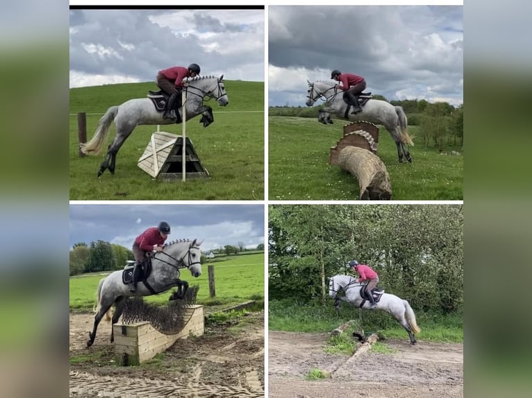 Connemara Stute 4 Jahre 146 cm Schimmel in Westmeath