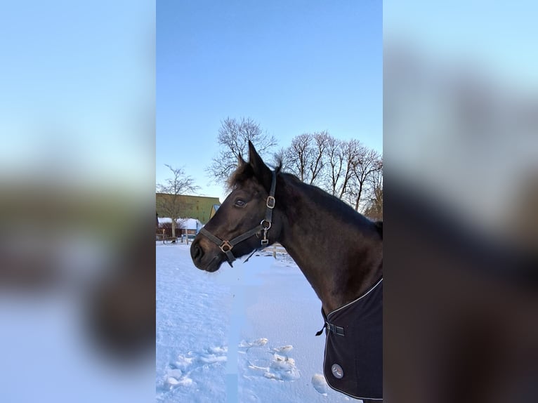 Connemara Stute 4 Jahre 146 cm Schwarzbrauner in Altenholz
