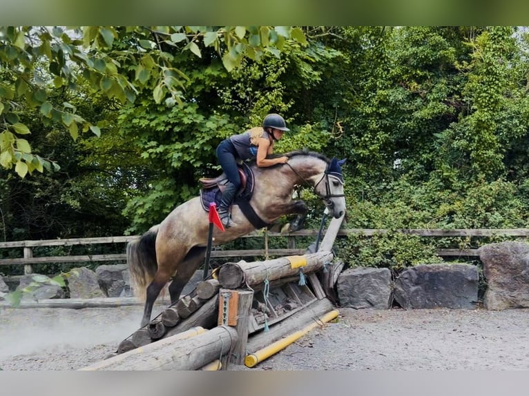 Connemara Stute 4 Jahre 147 cm Apfelschimmel in Mountrath, Co. Laois