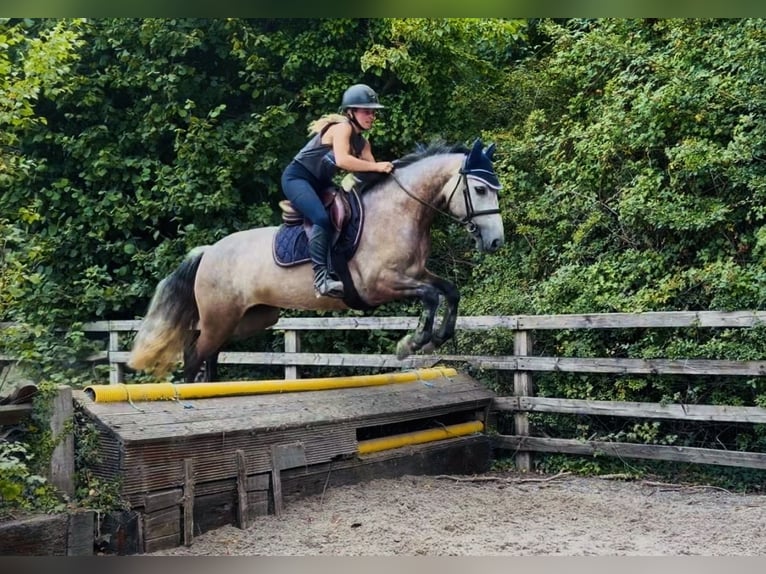 Connemara Stute 4 Jahre 147 cm Apfelschimmel in Mountrath, Co. Laois