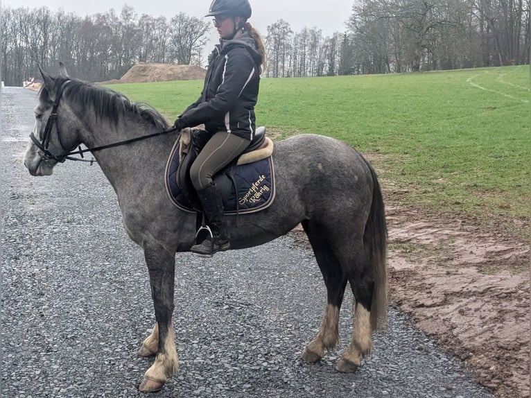 Connemara Mix Stute 4 Jahre 147 cm Blauschimmel in Morsbach