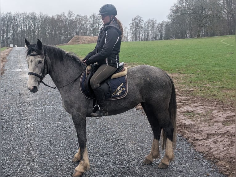 Connemara Mix Stute 4 Jahre 147 cm Blauschimmel in Morsbach