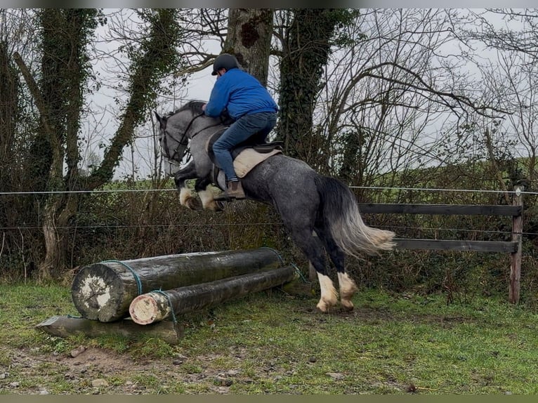 Connemara Mix Stute 4 Jahre 147 cm Blauschimmel in Morsbach