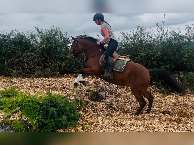 Connemara Stute 4 Jahre 147 cm Brauner in Trebbin