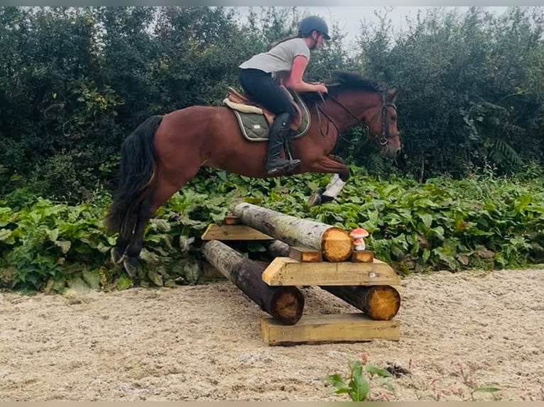 Connemara Stute 4 Jahre 147 cm Brauner in Trebbin