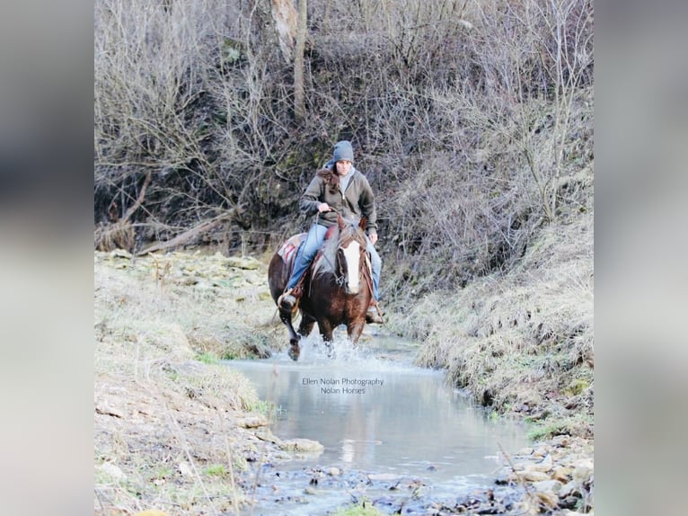 Connemara Stute 4 Jahre 147 cm Dunkelfuchs in Peosta