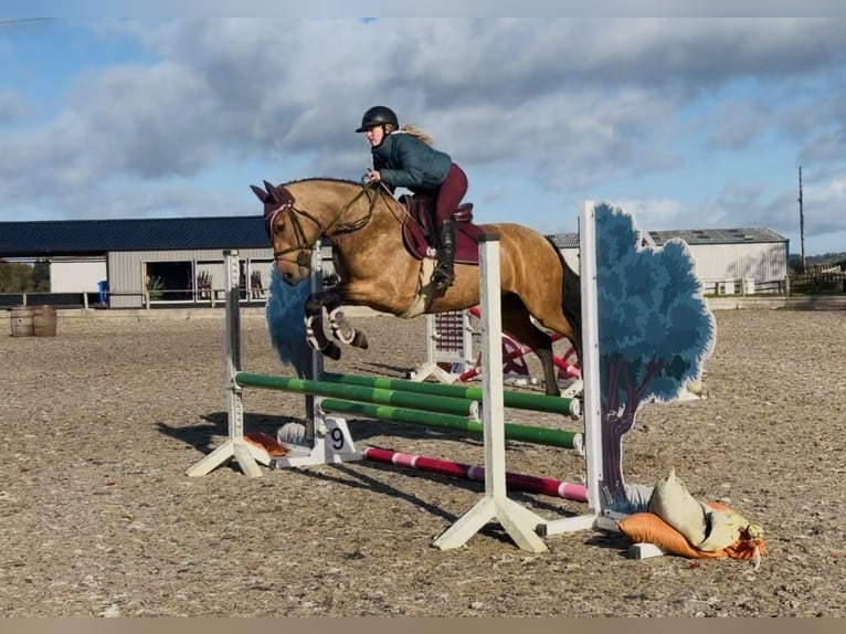 Connemara Stute 4 Jahre 147 cm Falbe in Mountrath, Co. Laois