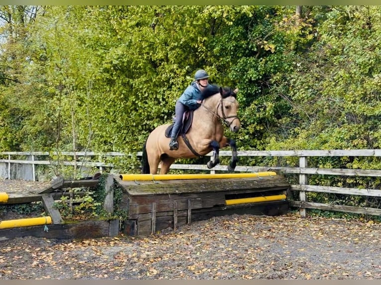 Connemara Stute 4 Jahre 147 cm Falbe in Mountrath, Co. Laois