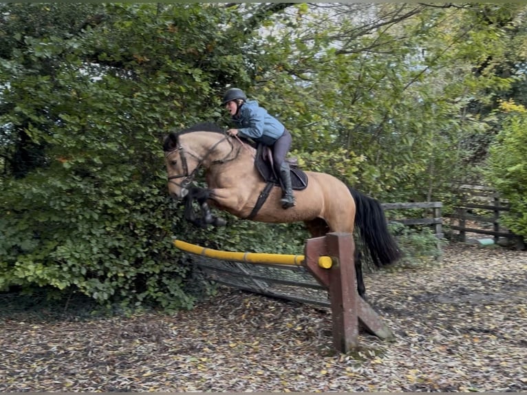 Connemara Stute 4 Jahre 147 cm Falbe in Mountrath, Co. Laois