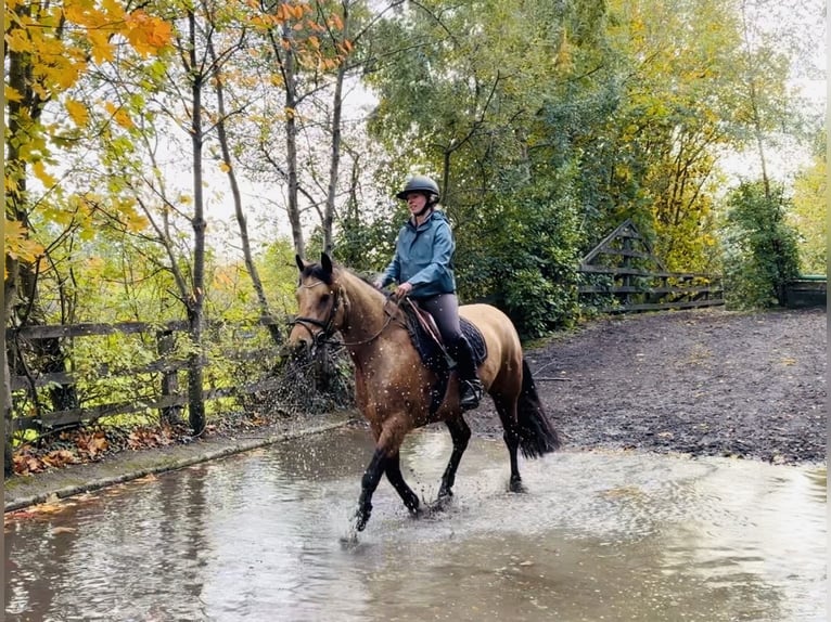 Connemara Stute 4 Jahre 147 cm Falbe in Mountrath, Co. Laois