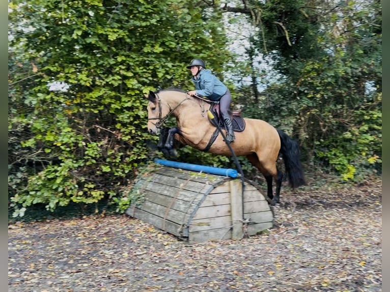 Connemara Stute 4 Jahre 147 cm Falbe in Mountrath, Co. Laois