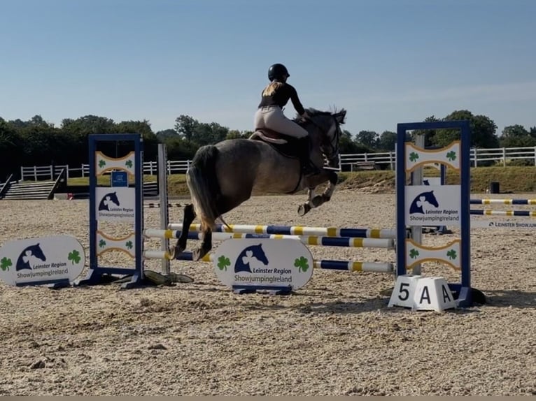 Connemara Stute 4 Jahre 147 cm Rappschimmel in Mountrath, Co. Laois