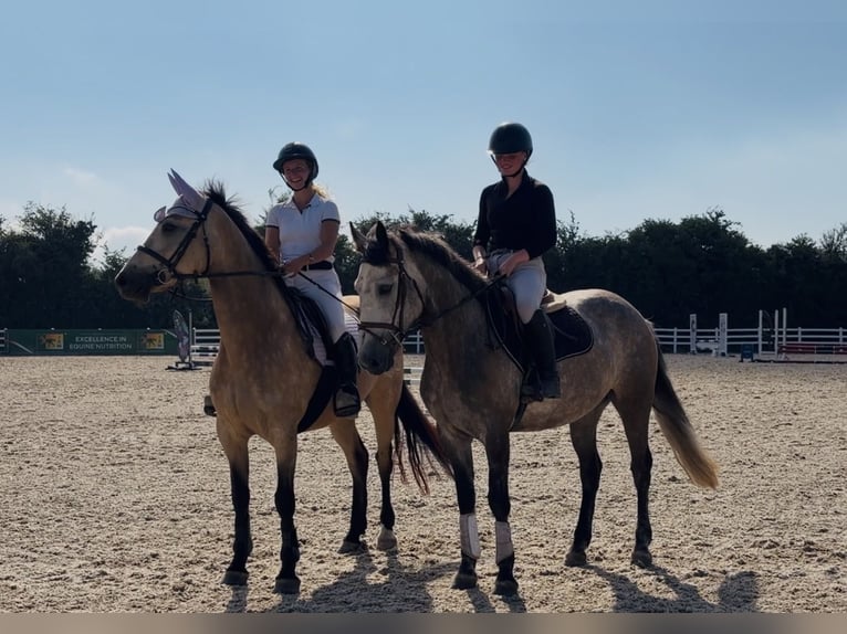 Connemara Stute 4 Jahre 147 cm Rappschimmel in Mountrath, Co. Laois