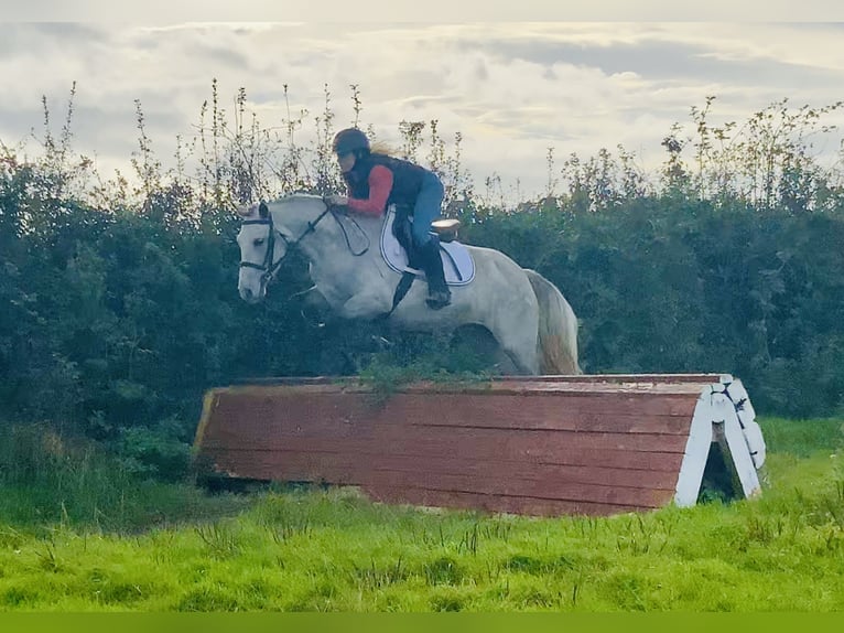 Connemara Stute 4 Jahre 147 cm Schimmel in Mountrath