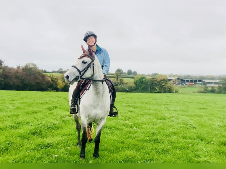 Connemara Stute 4 Jahre 147 cm Schimmel in Mountrath