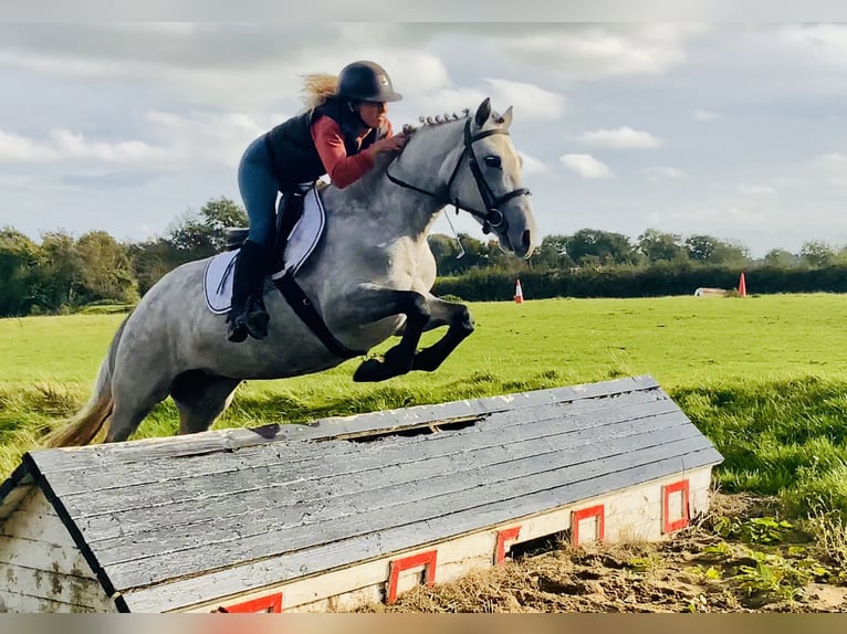 Connemara Stute 4 Jahre 147 cm Schimmel in Mountrath
