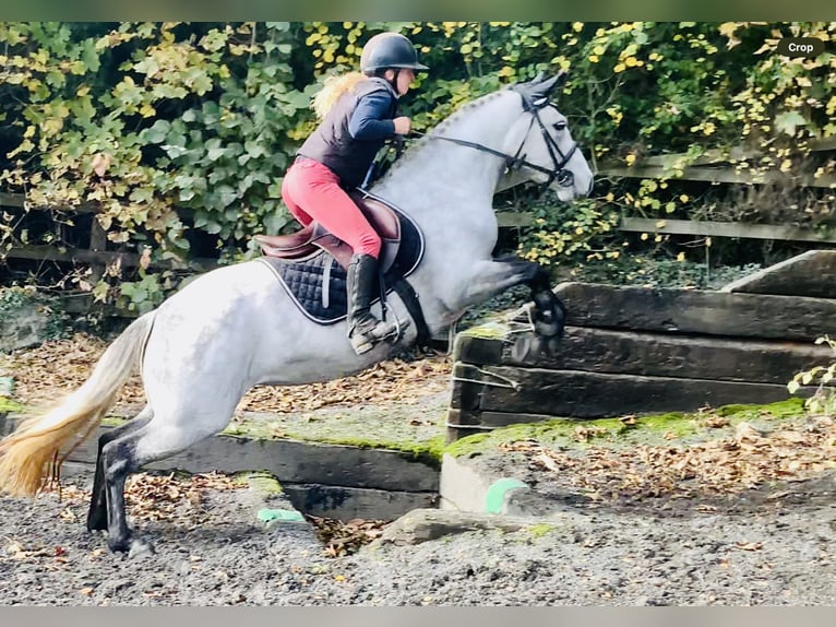 Connemara Stute 4 Jahre 147 cm Schimmel in Mountrath
