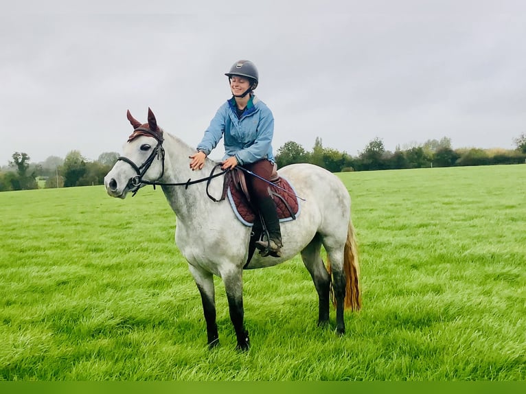 Connemara Stute 4 Jahre 147 cm Schimmel in Mountrath
