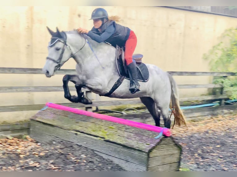 Connemara Stute 4 Jahre 147 cm Schimmel in Mountrath