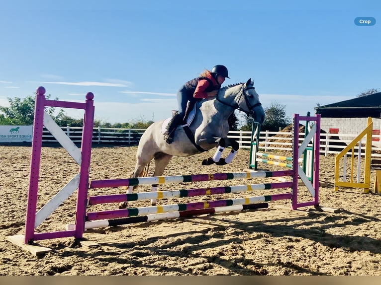 Connemara Stute 4 Jahre 147 cm Schimmel in Mountrath