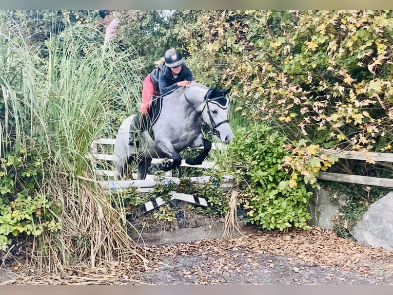 Connemara Stute 4 Jahre 147 cm Schimmel in Mountrath