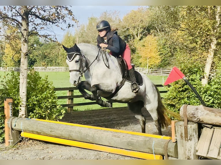 Connemara Stute 4 Jahre 147 cm Schimmel in Mountrath