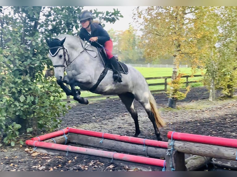 Connemara Stute 4 Jahre 147 cm Schimmel in Mountrath