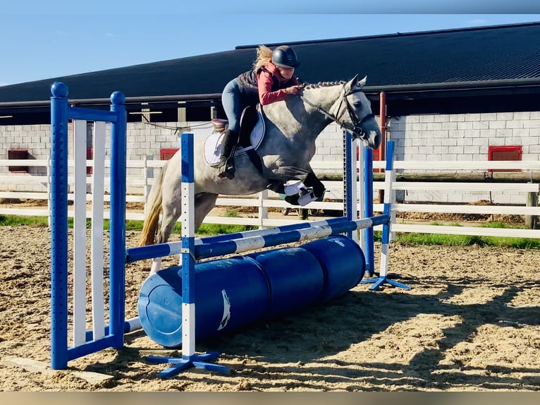 Connemara Stute 4 Jahre 147 cm Schimmel in Mountrath