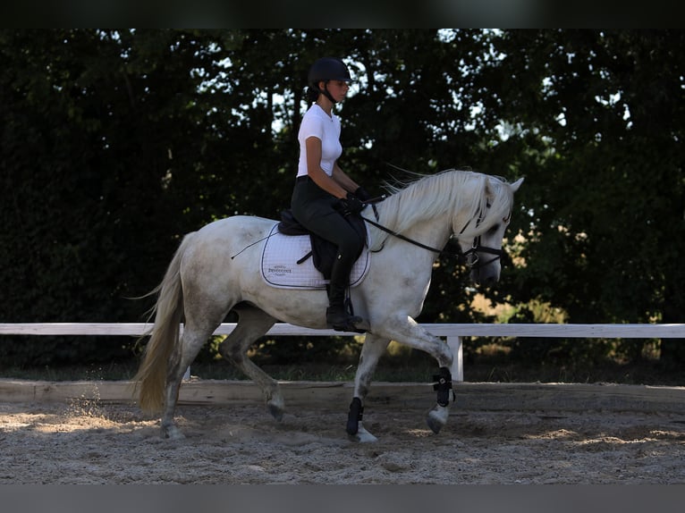 Connemara Stute 4 Jahre 147 cm Schimmel in Altenstadt