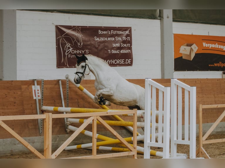 Connemara Stute 4 Jahre 147 cm Schimmel in Hüttenberg