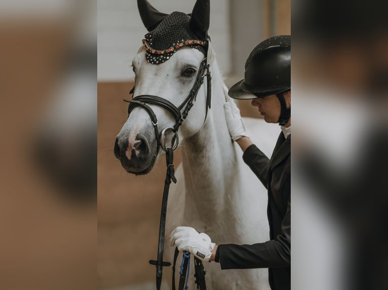 Connemara Stute 4 Jahre 147 cm Schimmel in Hüttenberg