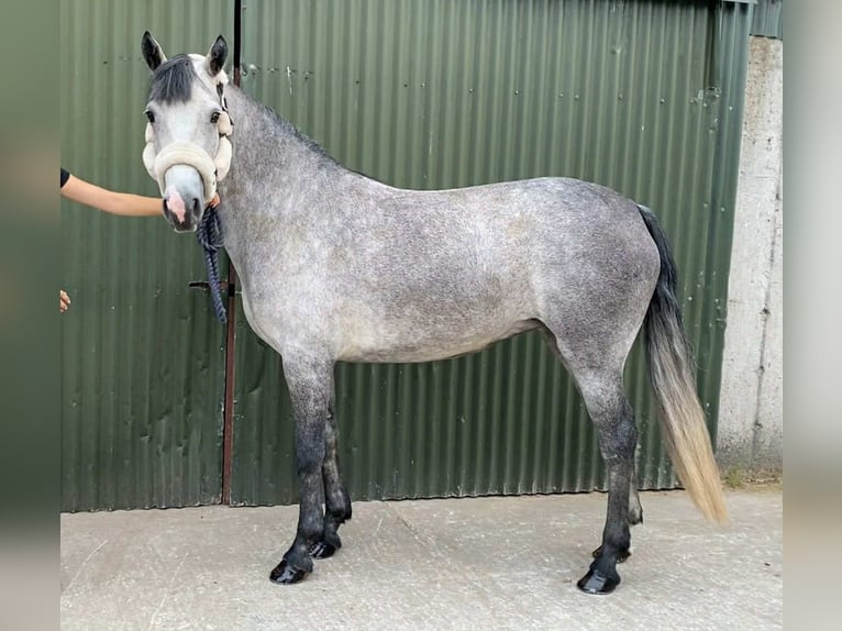 Connemara Stute 4 Jahre 147 cm Schimmel in Sligo