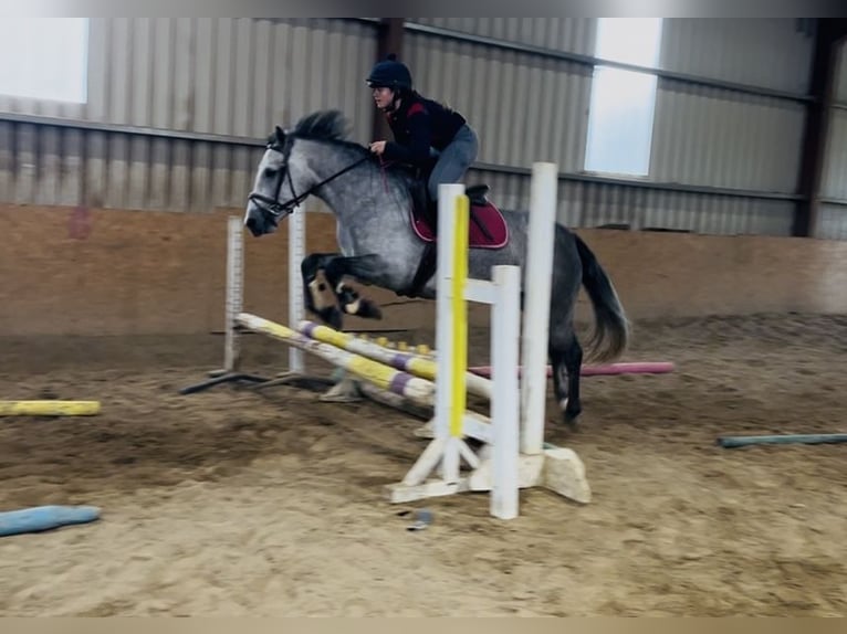 Connemara Stute 4 Jahre 147 cm Schimmel in Sligo