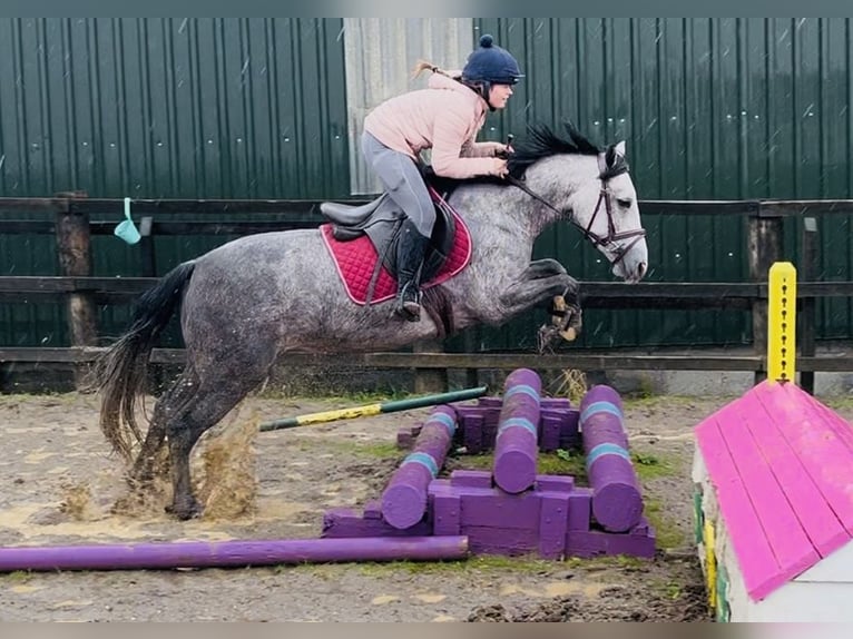 Connemara Stute 4 Jahre 147 cm Schimmel in Sligo