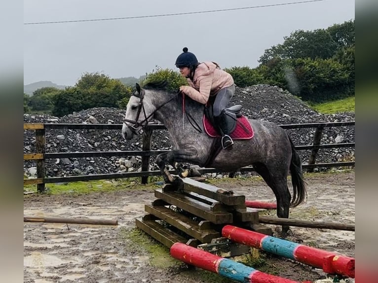 Connemara Stute 4 Jahre 147 cm Schimmel in Sligo