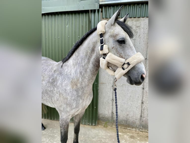 Connemara Stute 4 Jahre 147 cm Schimmel in Sligo