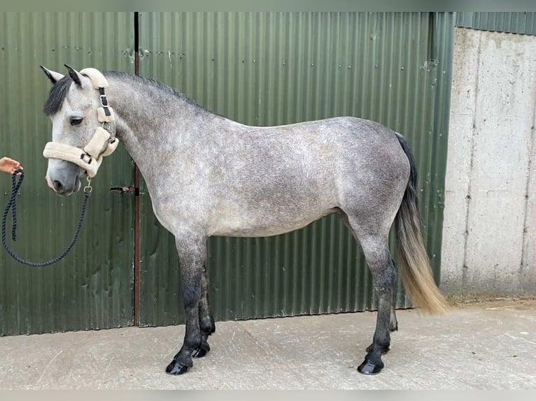 Connemara Stute 4 Jahre 147 cm Schimmel in Sligo