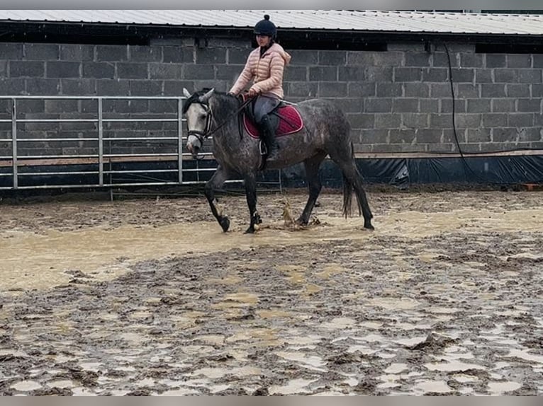 Connemara Stute 4 Jahre 147 cm Schimmel in Sligo