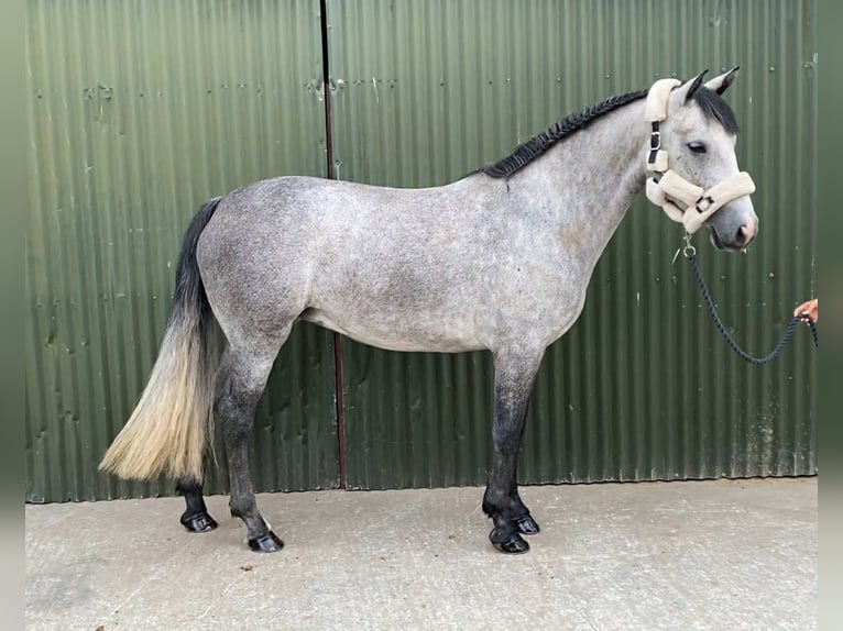 Connemara Stute 4 Jahre 147 cm Schimmel in Sligo
