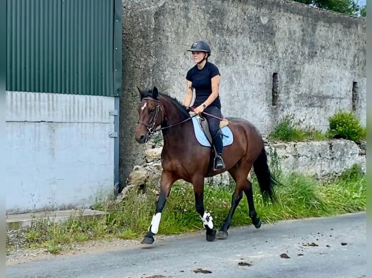 Connemara Stute 4 Jahre 148 cm Brauner in Sligo