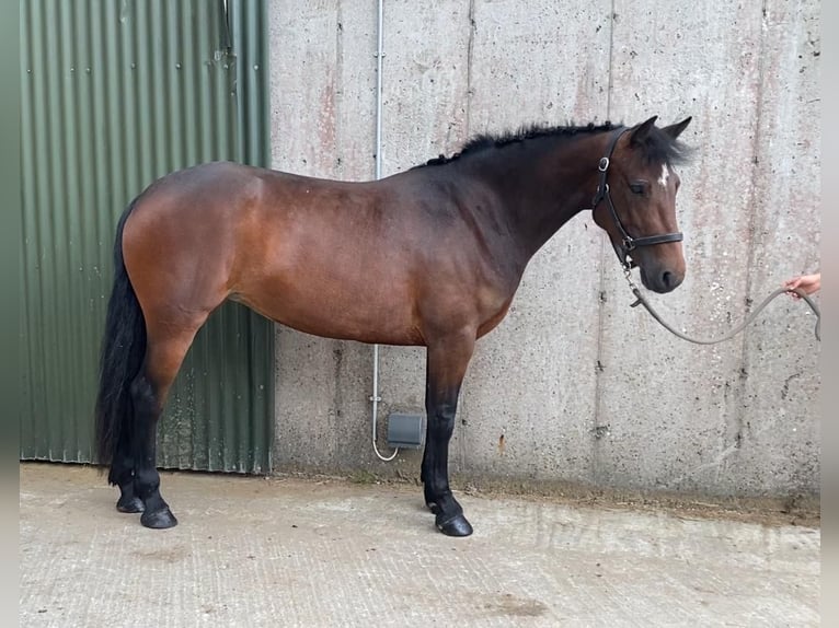 Connemara Stute 4 Jahre 148 cm Brauner in Sligo