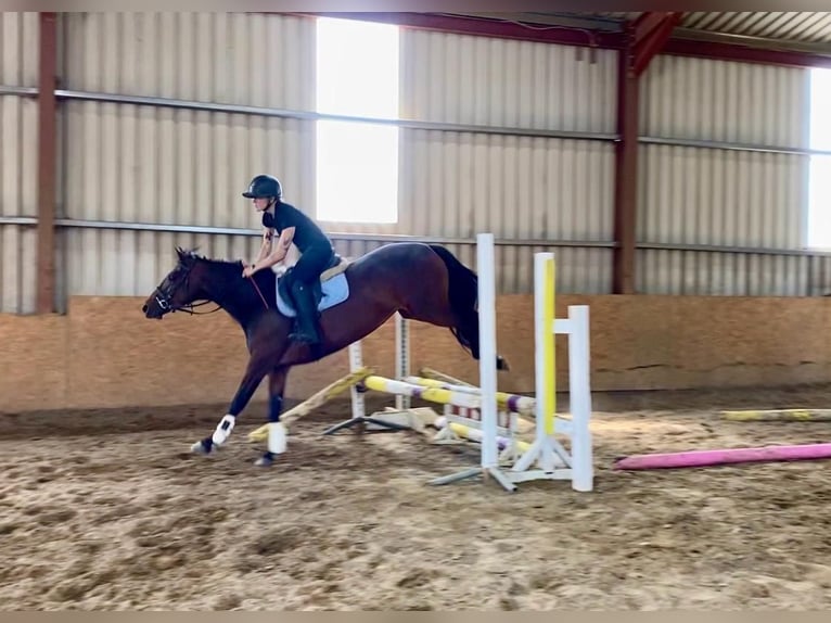 Connemara Stute 4 Jahre 148 cm Brauner in Sligo